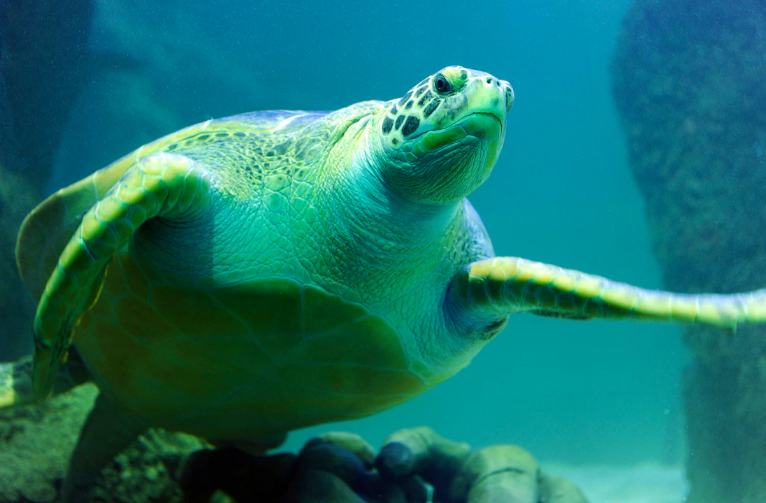 SEA LIFE Paris Aquarium Ticket Review